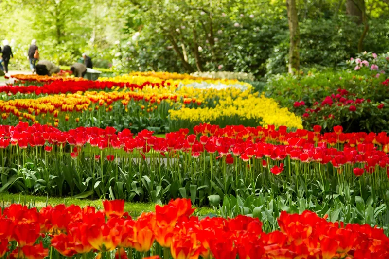 Những hàng tulip đỏ, vàng và cam rực rỡ nở dọc lối đi trong vườn Keukenhof.